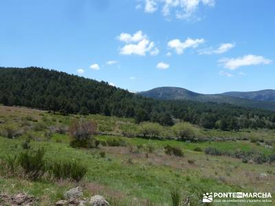 El pinar del Puerto de Navafría;rutas sierra de madrid;rutas cercedilla;rutas por españa